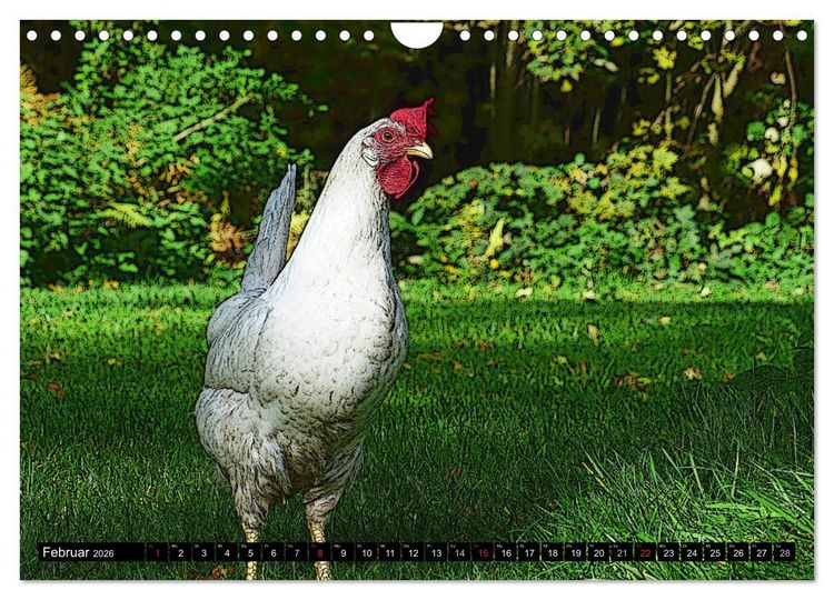 Produktbild: Die H&uuml;hner sind los! (Wandkalender 2026 DIN A4 quer), CALVENDO Monatskalender