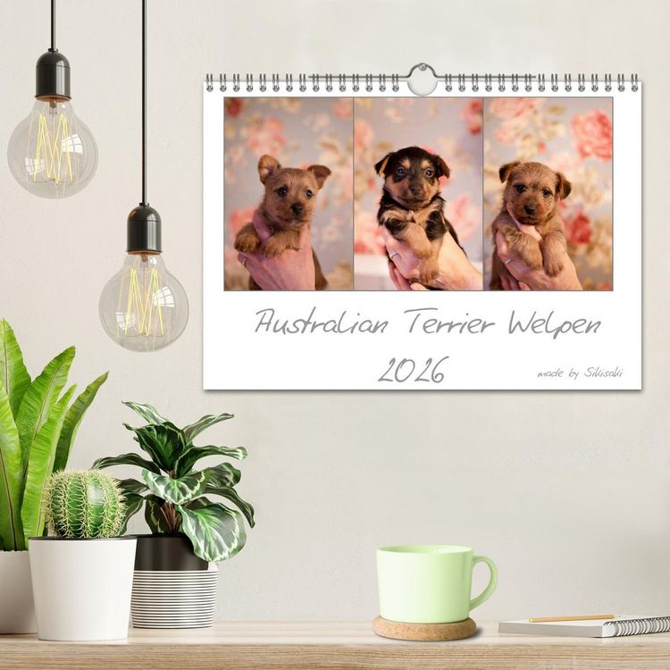 Produktbild: Australian Terrier Welpen (Wandkalender 2026 DIN A4 quer), CALVENDO Monatskalender