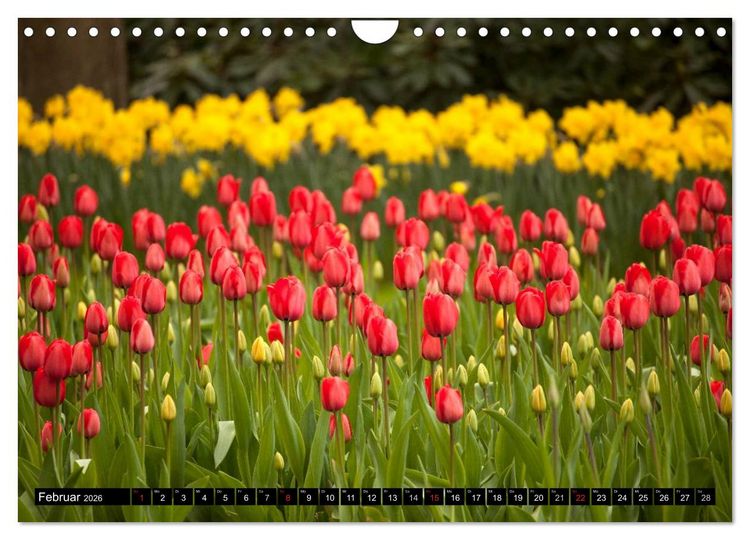 Produktbild: Tulpen (Wandkalender 2026 DIN A4 quer), CALVENDO Monatskalender