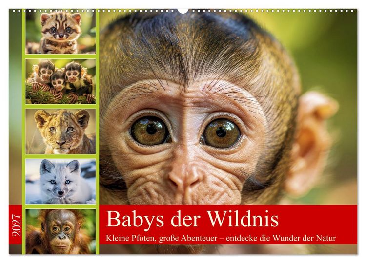 Produktbild: Babys der Wildnis (Wandkalender 2027 DIN A2 quer), CALVENDO Monatskalender