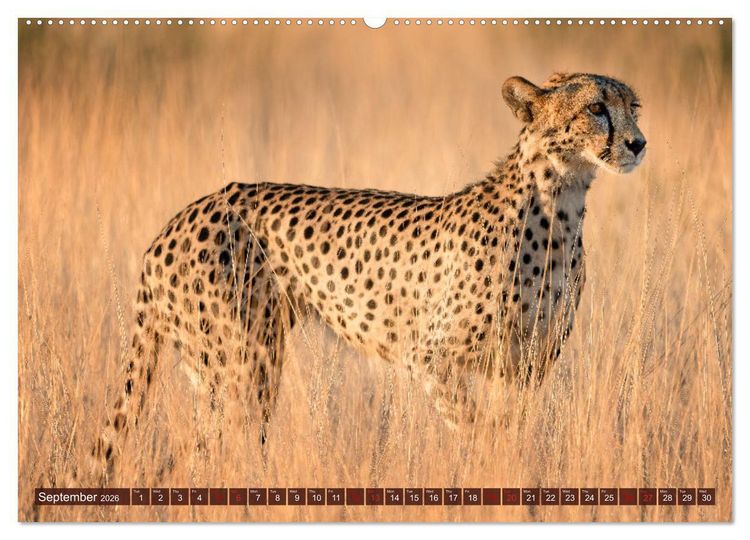 Produktbild: Amazing Cheetahs (Wall Calendar 2026 DIN A2 landscape), CALVENDO 12 Month Wall Calendar
