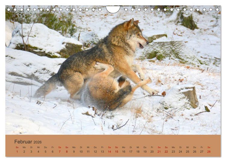 Produktbild: Begegnungen DER WOLF (Wandkalender 2026 DIN A4 quer), CALVENDO Monatskalender