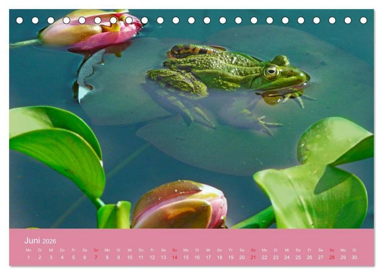 Produktbild: Fauna trifft Flora - Tierischer Besuch im Pflanzenreich (Tischkalender 2026 DIN A5 quer), CALVENDO Monatskalender