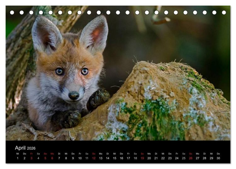 Produktbild: F&uuml;chse in freier Natur (Tischkalender 2026 DIN A5 quer), CALVENDO Monatskalender