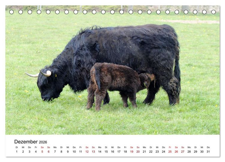 Produktbild: Die Schottischen Hochlandrinder und ihr Nachwuchs (Tischkalender 2026 DIN A5 quer), CALVENDO Monatskalender