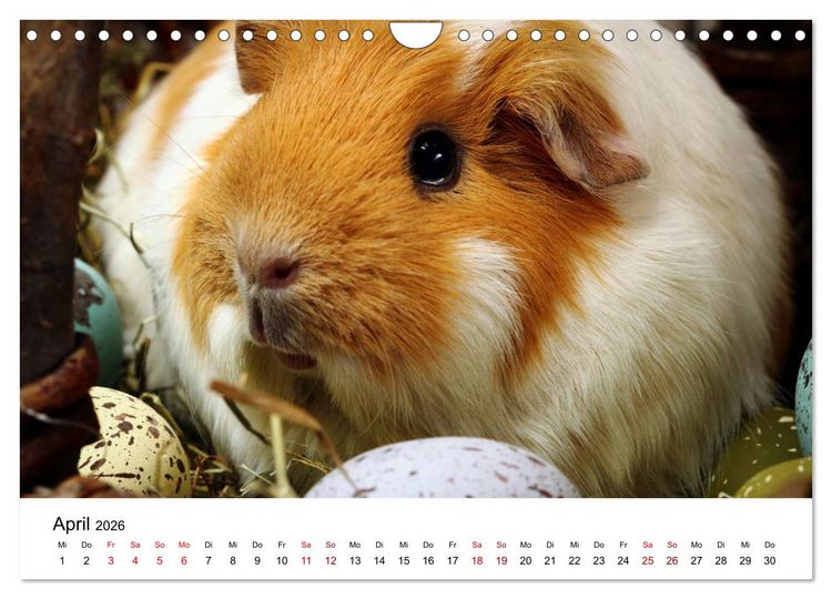 Produktbild: Unsere Meerschweinchen (Wandkalender 2026 DIN A4 quer), CALVENDO Monatskalender