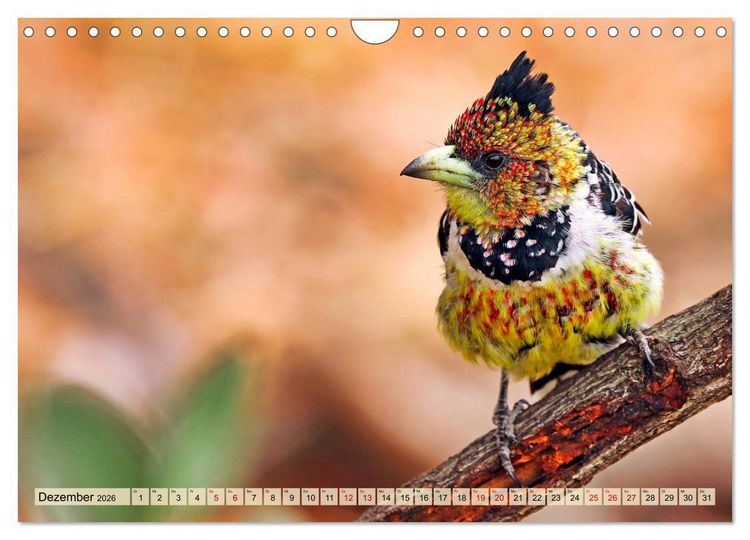 Produktbild: Afrikas Vogelwelt 2026 (Wandkalender 2026 DIN A4 quer), CALVENDO Monatskalender