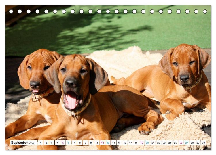 Produktbild: Rhodesian Ridgeback - eine Liebe f&uuml;rs Leben (Tischkalender 2026 DIN A5 quer), CALVENDO Monatskalender