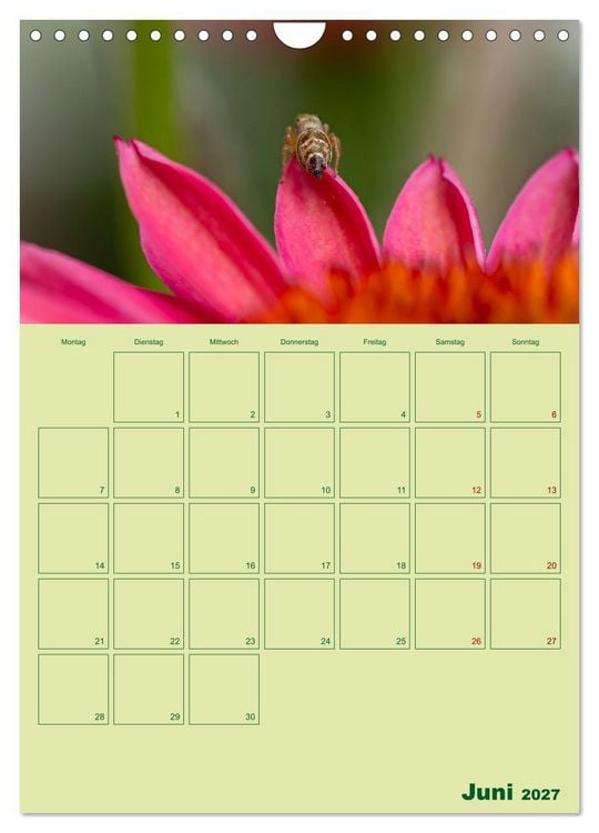 Produktbild: Die Welt der Insekten (Wandkalender 2027 DIN A4 hoch), CALVENDO Monatskalender