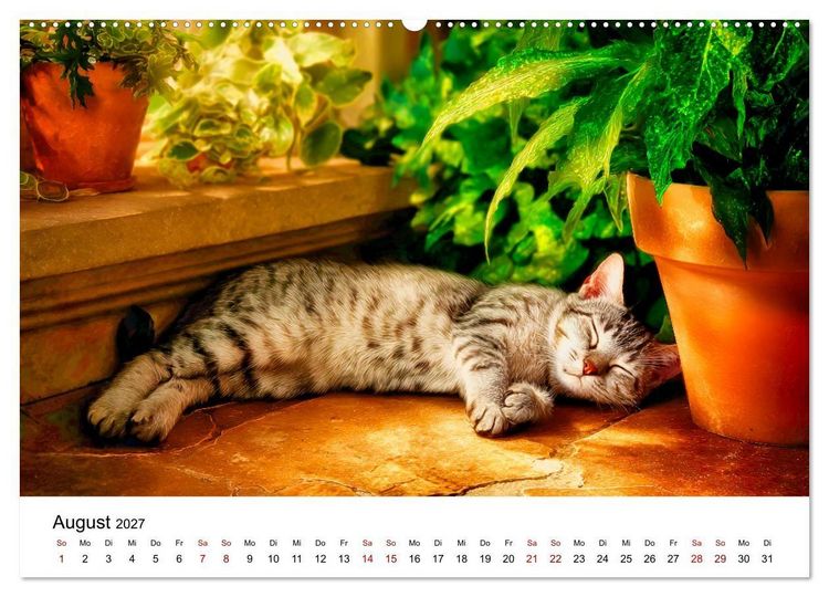 Produktbild: Schnurren & Streifen - Zw&ouml;lf Monate mit Tigerkatzen (Wandkalender 2027 DIN A2 quer), CALVENDO Monatskalender