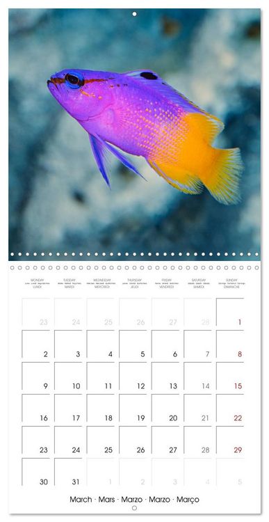 Produktbild: Fish magic (Wall Calendar 2026 12 &times; 12 Inch) CALVENDO 12 Month Wall Calendar