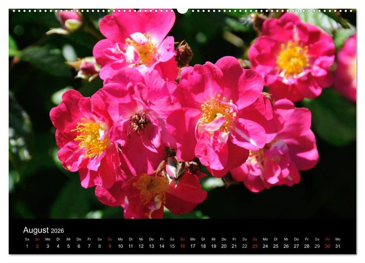 Produktbild: Baden bei Wien - Rosarium (hochwertiger Premium Wandkalender 2026 DIN A2 quer), Kunstdruck in Hochglanz