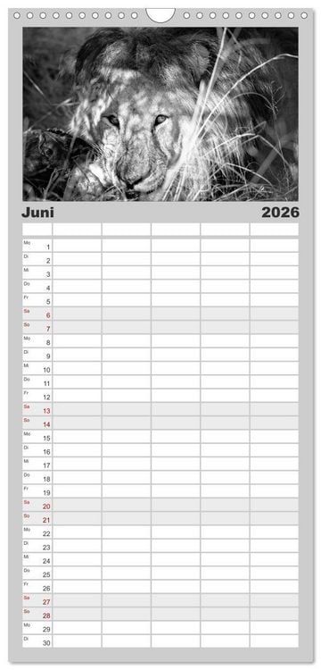 Produktbild: Familienplaner 2026 - L&ouml;wen schwarz wei&szlig; mit 5 Spalten (Wandkalender, 21 x 45 cm) CALVENDO