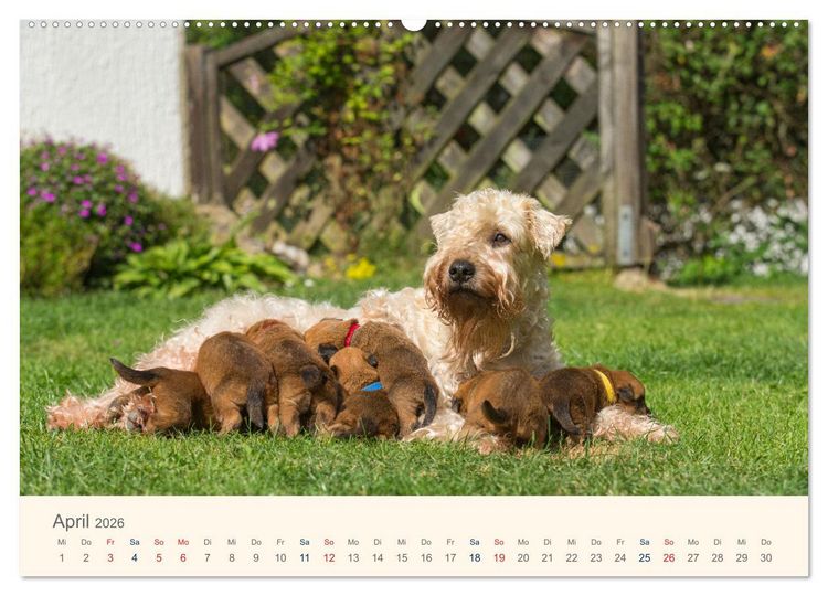 Produktbild: IRISH SOFT COATED WHEATEN TERRIER WELPEN 2026 (Wandkalender 2026 DIN A2 quer), CALVENDO Monatskalender