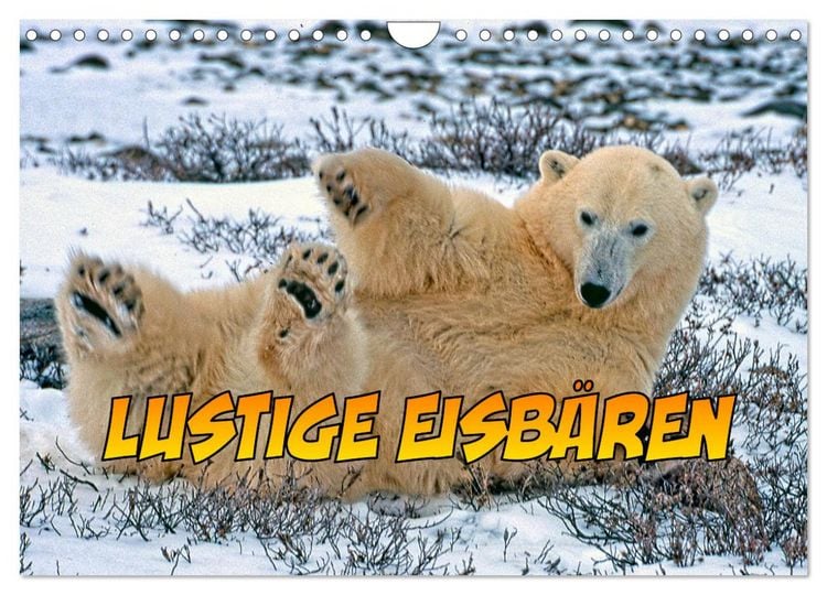 Produktbild: Lustige Eisb&auml;ren (Wandkalender 2026 DIN A4 quer), CALVENDO Monatskalender