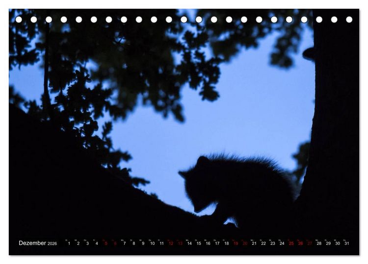 Produktbild: Kassels Waschb&auml;ren (Tischkalender 2026 DIN A5 quer), CALVENDO Monatskalender