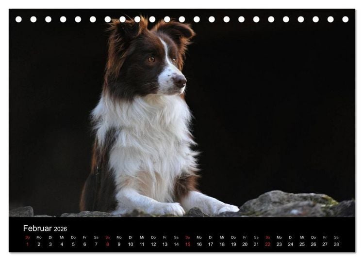 Produktbild: Border Collie 2026 (Tischkalender 2026 DIN A5 quer), CALVENDO Monatskalender