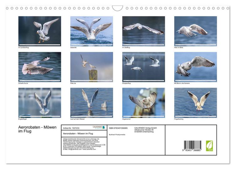 Produktbild: Aerorobaten - M&ouml;wen im Flug (Wandkalender 2026 DIN A3 quer), CALVENDO Monatskalender