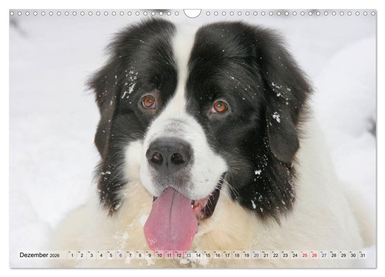 Produktbild: Landseer - Das Wasser ist ihr Element (Wandkalender 2026 DIN A3 quer), CALVENDO Monatskalender