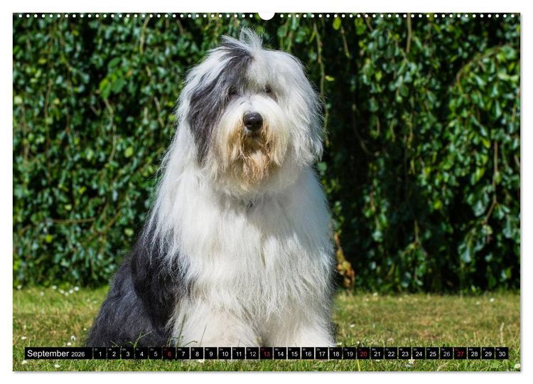 Produktbild: Traumhund Bobtail (hochwertiger Premium Wandkalender 2026 DIN A2 quer), Kunstdruck in Hochglanz