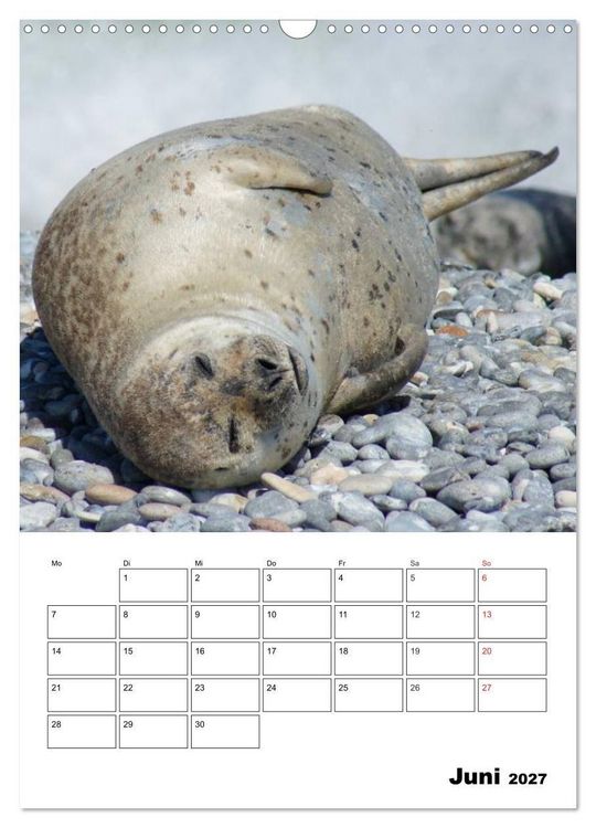 Produktbild: Liebenswerte Robben (Wandkalender 2027 DIN A3 hoch), CALVENDO Monatskalender