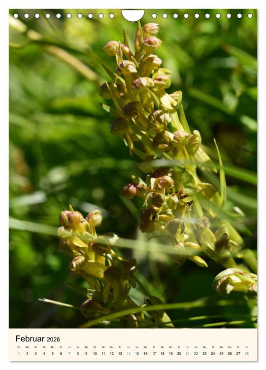 Produktbild: Einheimische Orchideen (Wandkalender 2026 DIN A4 hoch), CALVENDO Monatskalender