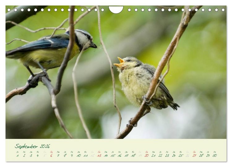 Produktbild: Elternzeit - das Familienleben der Blaumeisen (Wandkalender 2026 DIN A4 quer), CALVENDO Monatskalender