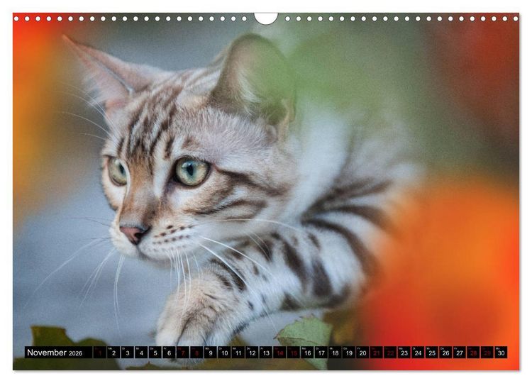 Produktbild: Bengalen Outdoor und Action (Wandkalender 2026 DIN A3 quer), CALVENDO Monatskalender