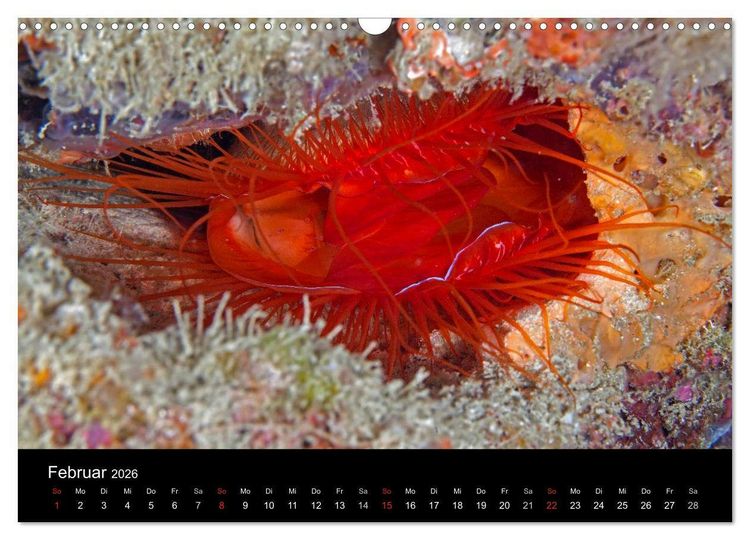 Produktbild: Faszinierendes Leben unter Wasser (Wandkalender 2026 DIN A3 quer), CALVENDO Monatskalender