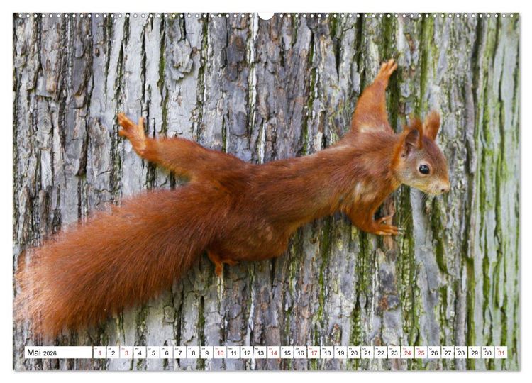 Produktbild: Eichh&ouml;rnchen in freier Natur (hochwertiger Premium Wandkalender 2026 DIN A2 quer), Kunstdruck in Hochglanz