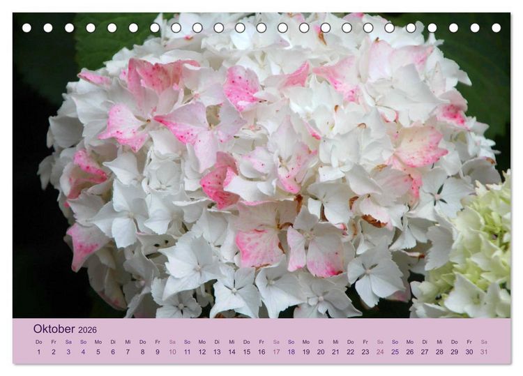 Produktbild: Hortensien 2026. Farbenpr&auml;chtige Impressionen aus dem Garten (Tischkalender 2026 DIN A5 quer), CALVENDO Monatskalender