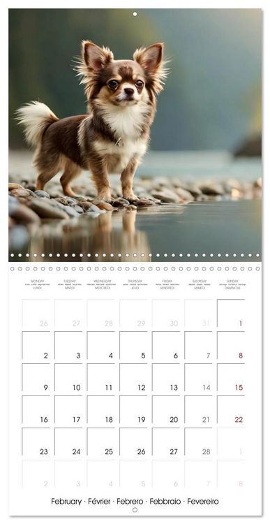 Produktbild: Chihuahuas - Companions for the Whole Year (Wall Calendar 2026 12 &times; 12 Inch) CALVENDO 12 Month Wall Calendar