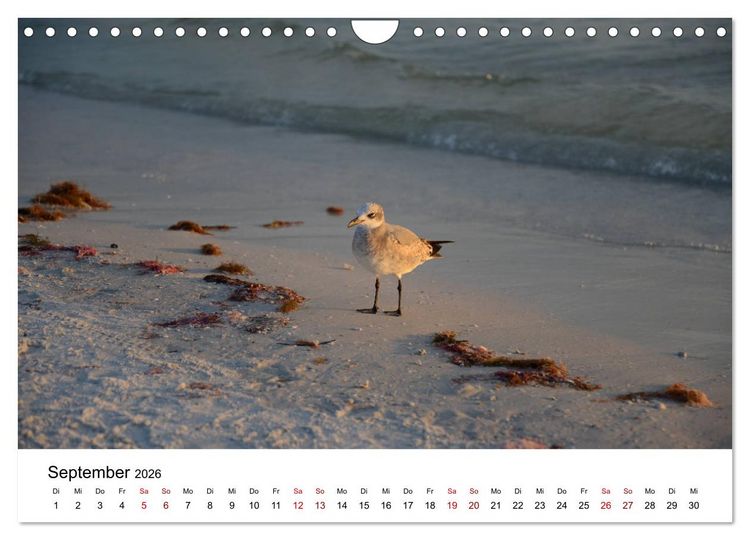 Produktbild: M&ouml;wen am Meer (Wandkalender 2026 DIN A4 quer), CALVENDO Monatskalender