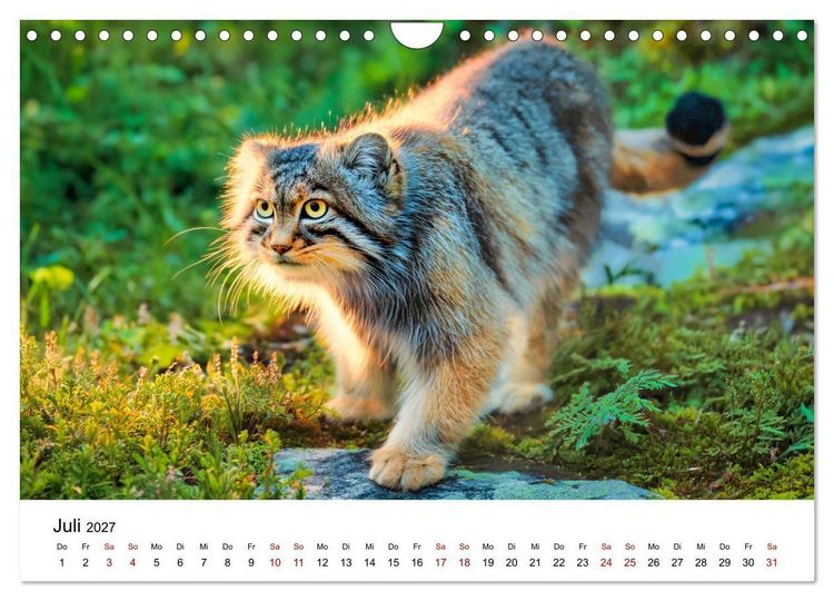 Produktbild: Gegen alles! - Pallaskatzen in ihrer Welt (Wandkalender 2027 DIN A4 quer), CALVENDO Monatskalender
