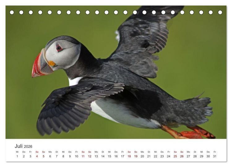 Produktbild: Papageitaucher - Clowns der nordischen Vogelwelt (Tischkalender 2026 DIN A5 quer), CALVENDO Monatskalender