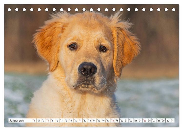 Produktbild: Goldige Herzensbrecher - Golden Retriever Welpen (Tischkalender 2026 DIN A5 quer), CALVENDO Monatskalender