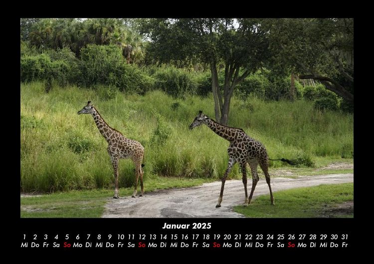 Produktbild: Giraffen 2025 Fotokalender DIN A3