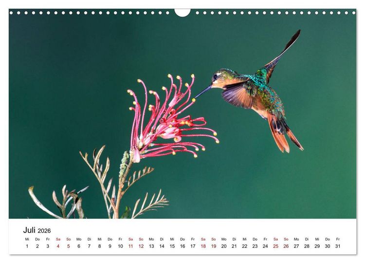 Produktbild: Kolibris - Flugk&uuml;nstler im Regenwald (Wandkalender 2026 DIN A3 quer), CALVENDO Monatskalender