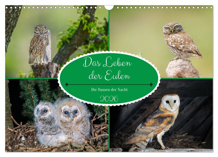 Produktbild: Das Leben der Eulen, die Damen der Nacht (Wandkalender 2026 DIN A3 quer), CALVENDO Monatskalender