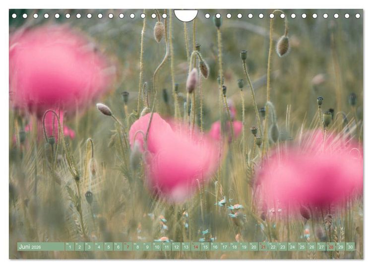 Produktbild: Mohnblumen - Fotografie mit Magie (Wandkalender 2026 DIN A4 quer), CALVENDO Monatskalender