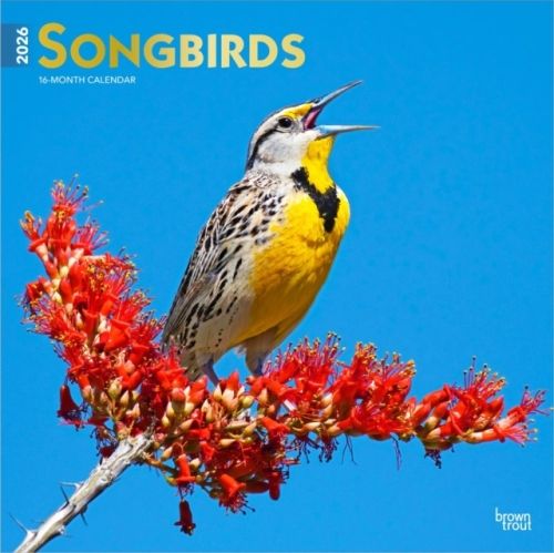 Produktbild: Songbirds 2026 12 X 24 Inch (Hanging) Monthly Square Wall Calendar Foil Stamped Cover Plastic-Free