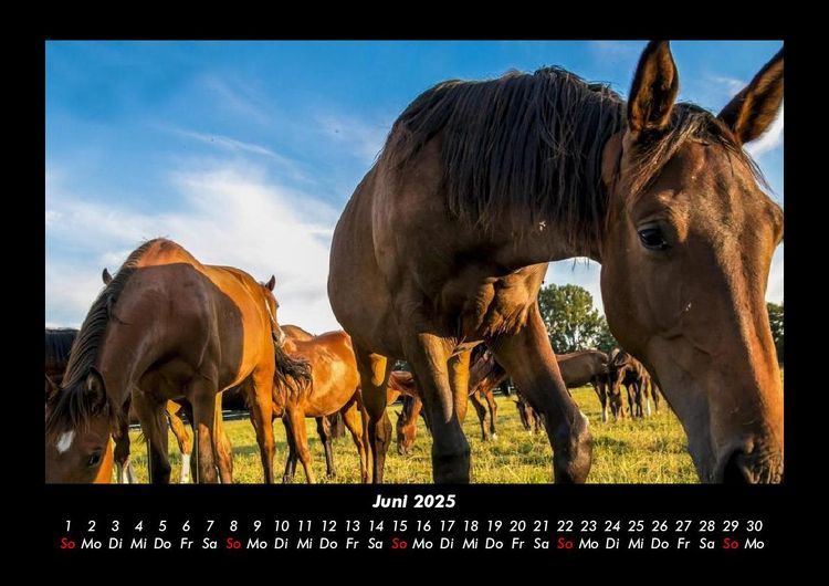 Produktbild: Die Welt der Pferde 2025 Fotokalender DIN A3