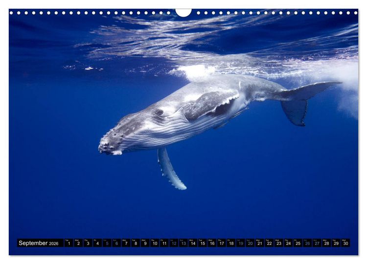 Produktbild: A Whale of a Year (Wall Calendar 2026 DIN A3 landscape), CALVENDO 12 Month Wall Calendar