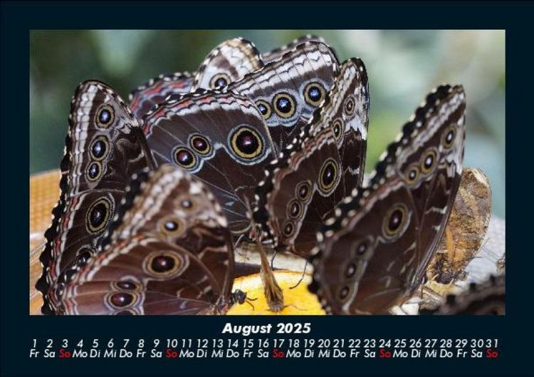 Produktbild: Bunte Pracht der Schmetterlinge 2025 Fotokalender DIN A5