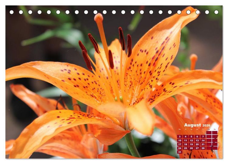 Produktbild: Lilien (Lilium) (Tischkalender 2026 DIN A5 quer), CALVENDO Monatskalender