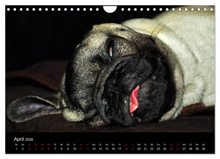 Produktbild: Alles Mops-Kalender 2026 (Wandkalender 2026 DIN A4 quer), CALVENDO Monatskalender