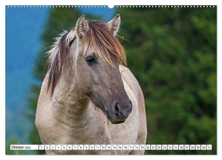 Produktbild: Konik - Frei geboren (hochwertiger Premium Wandkalender 2026 DIN A2 quer), Kunstdruck in Hochglanz