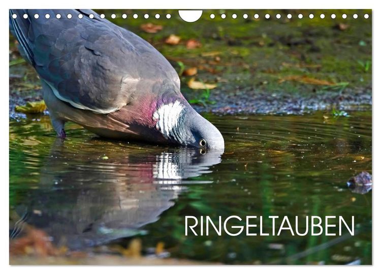 Produktbild: Ringeltauben (Wandkalender 2026 DIN A4 quer), CALVENDO Monatskalender