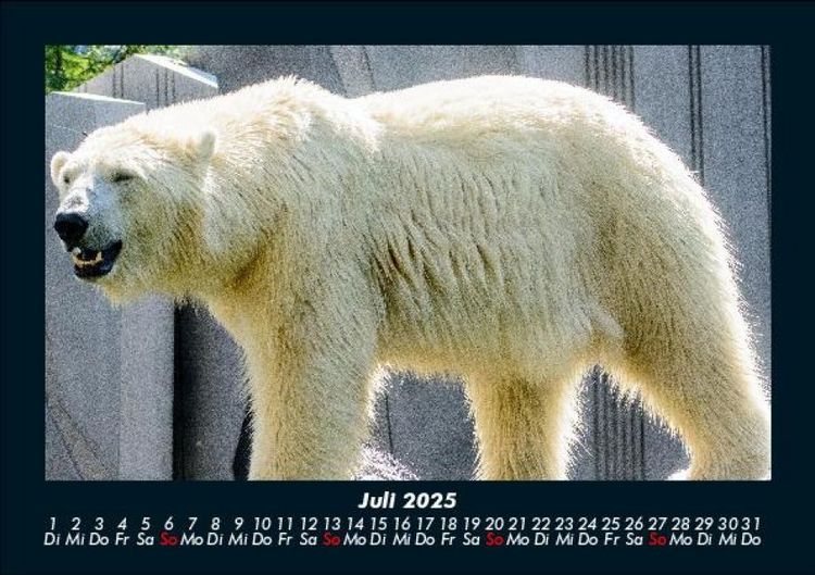 Produktbild: Eisb&auml;ren 2025 Fotokalender DIN A5