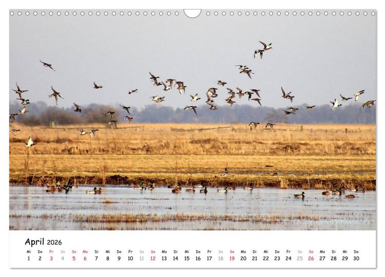 Produktbild: Unterwegs im Teufelsmoor (Wandkalender 2026 DIN A3 quer), CALVENDO Monatskalender